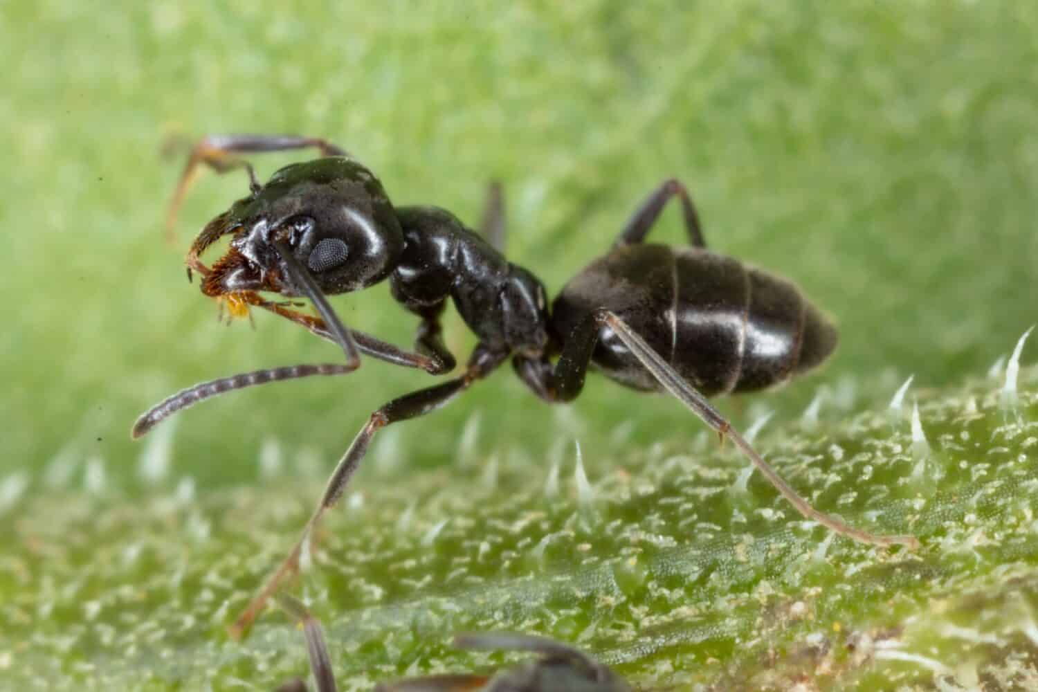 Un primo piano di una formica sessile Tapinoma che cammina sull'erba verde