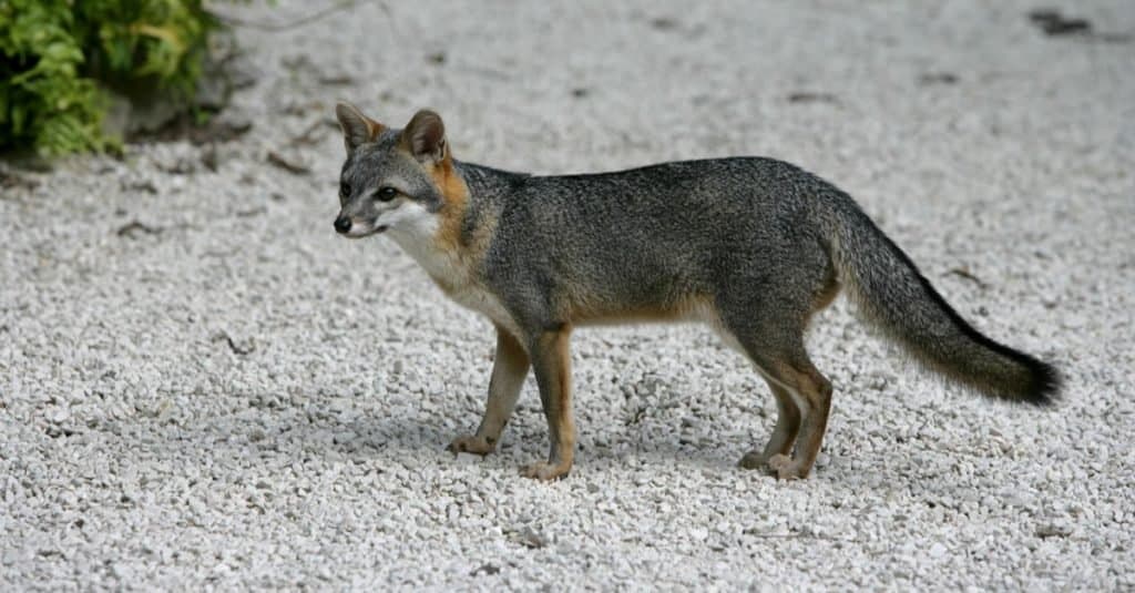 Volpe grigia, Urocyon cinereoargenteus, unico mammifero in Belize