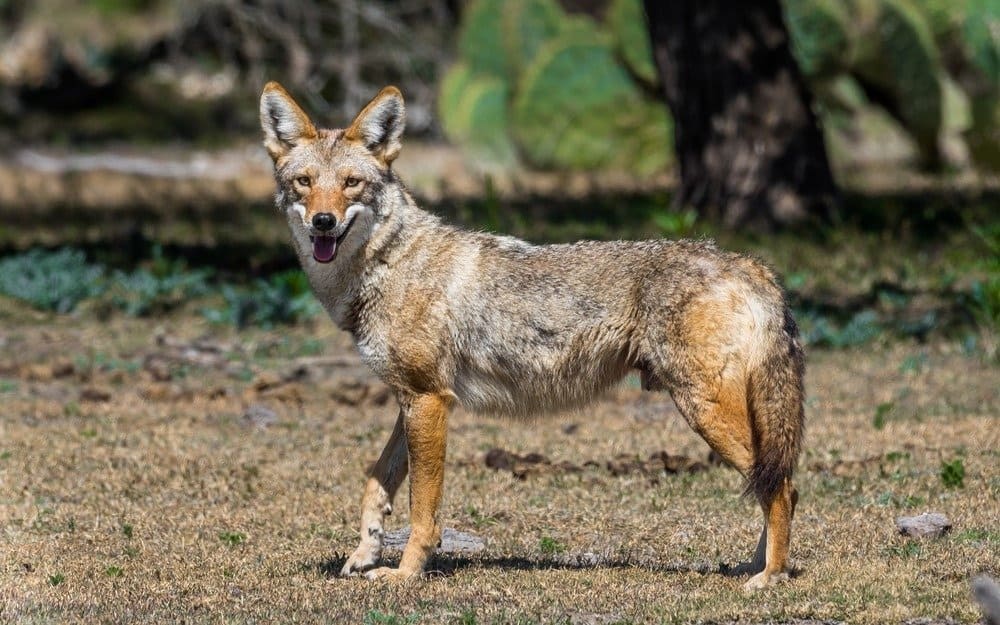 Coyote in piedi sotto gli alberi