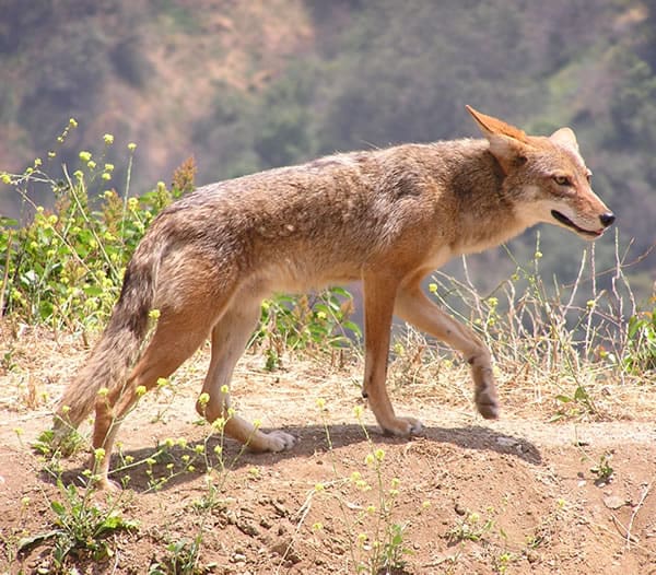 Coyote della California Valley nelle montagne di San Gabriel, California