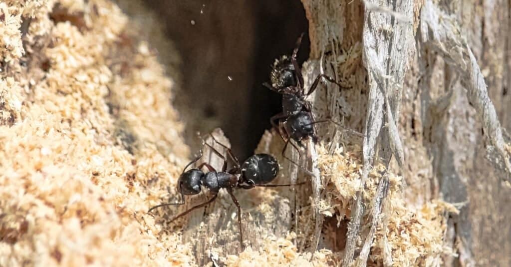 formica carpentiere contro formica nera