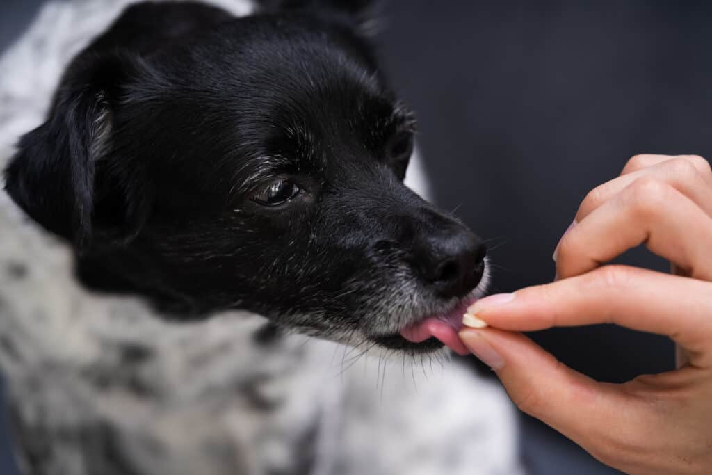 cane a cui vengono somministrati farmaci