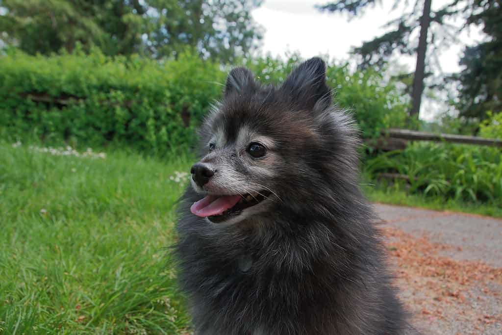 Mix di papillon Pomerania nero e grigio nel parco