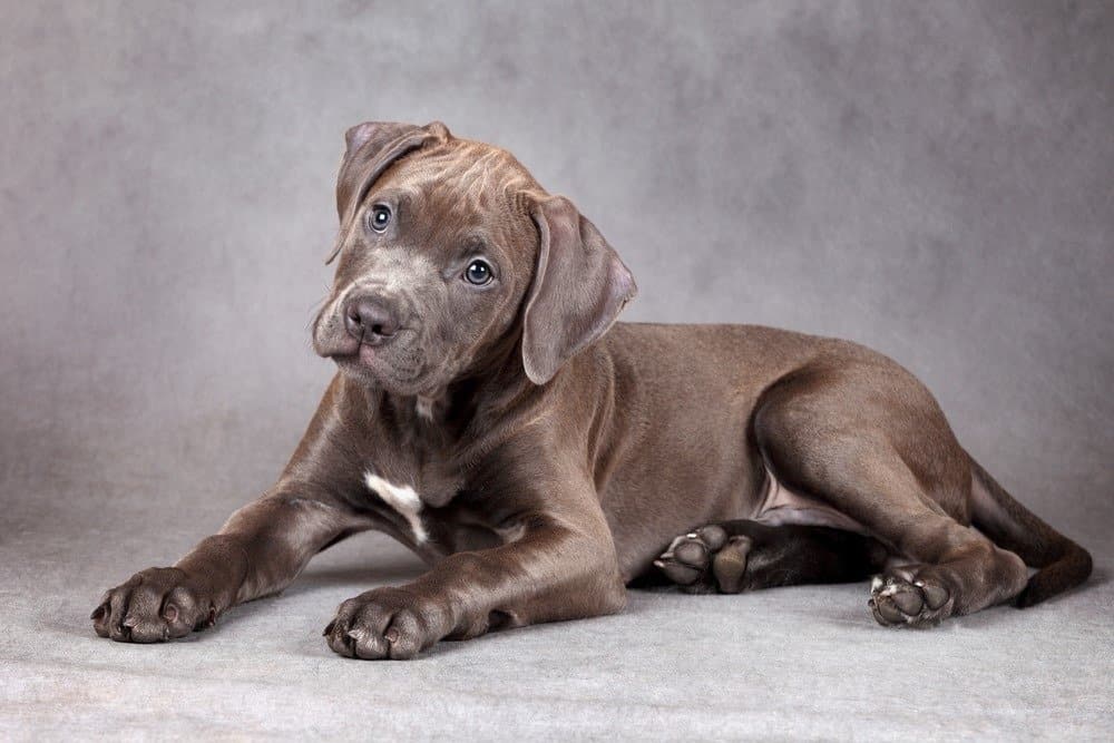 Cucciolo di American Pit Bull Terrier