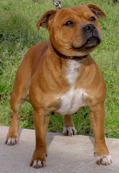 Staffordshire bull terrier marrone