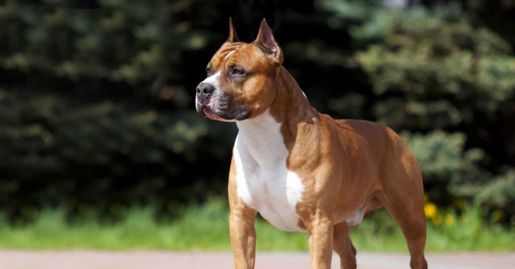 American Staffordshire Terrier in piedi nell'erba