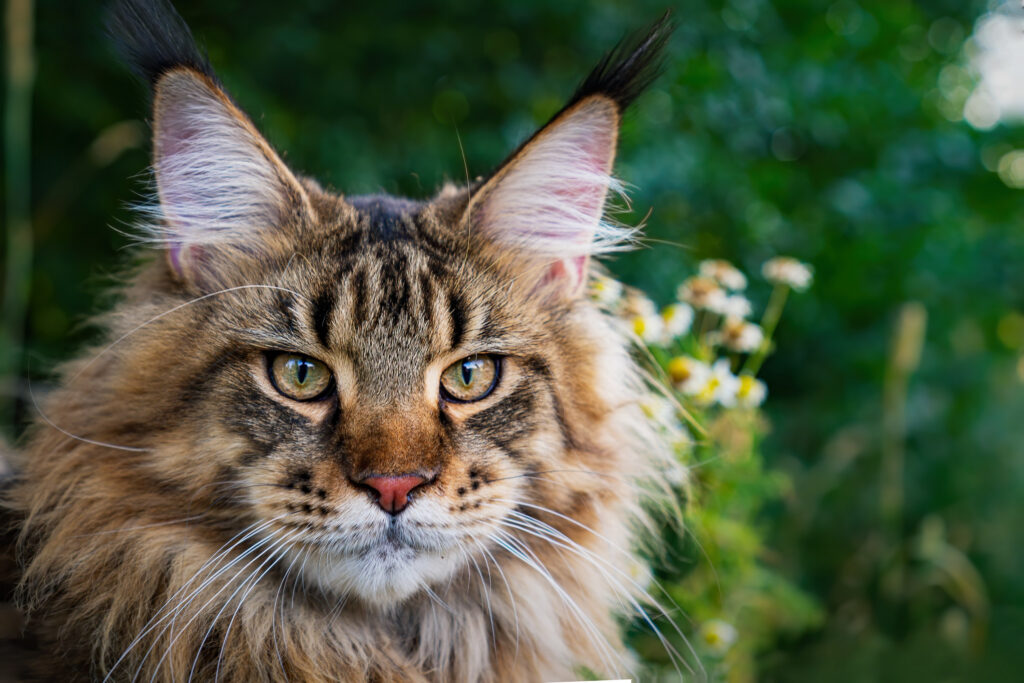 Maine Coon soriano