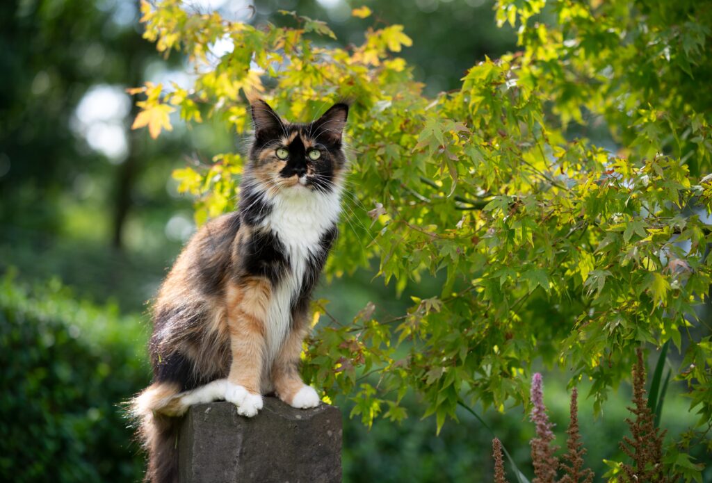 calicò maine coon