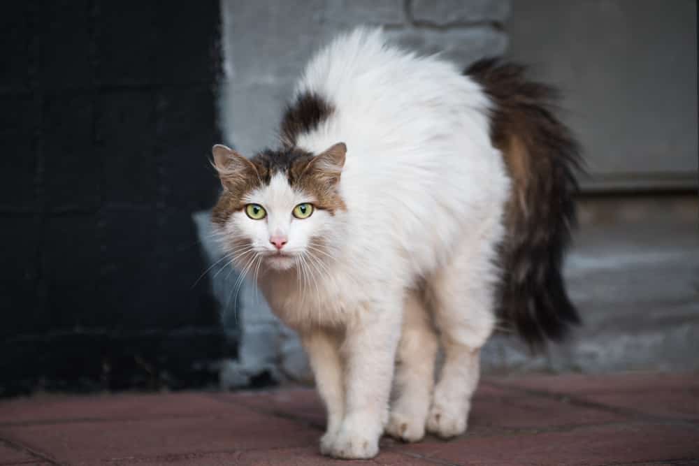 gatto selvatico/gatto randagio