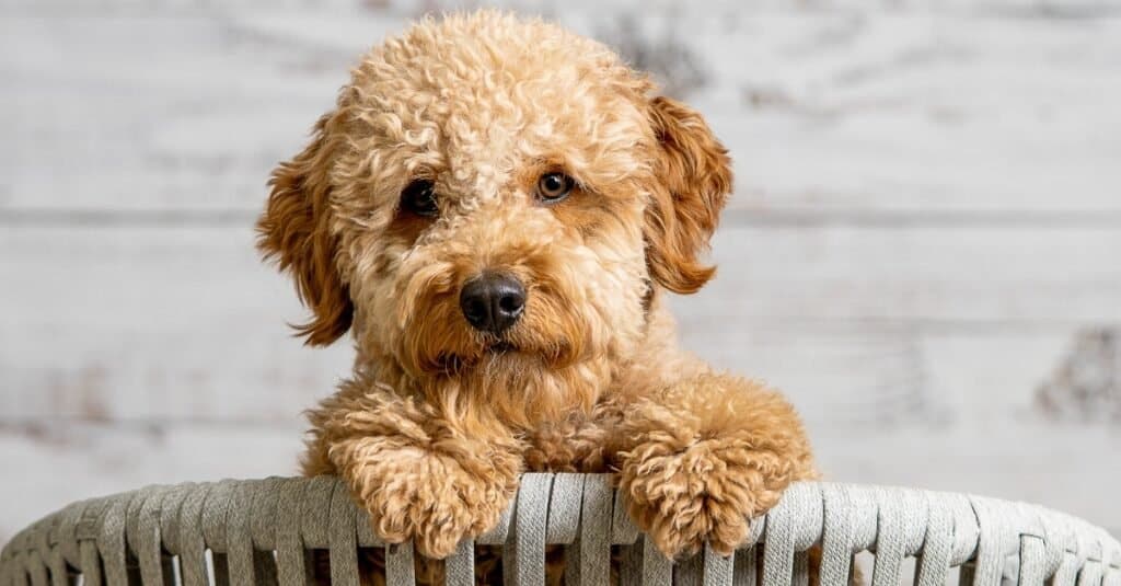 Quanto vivono i goldendoodle?