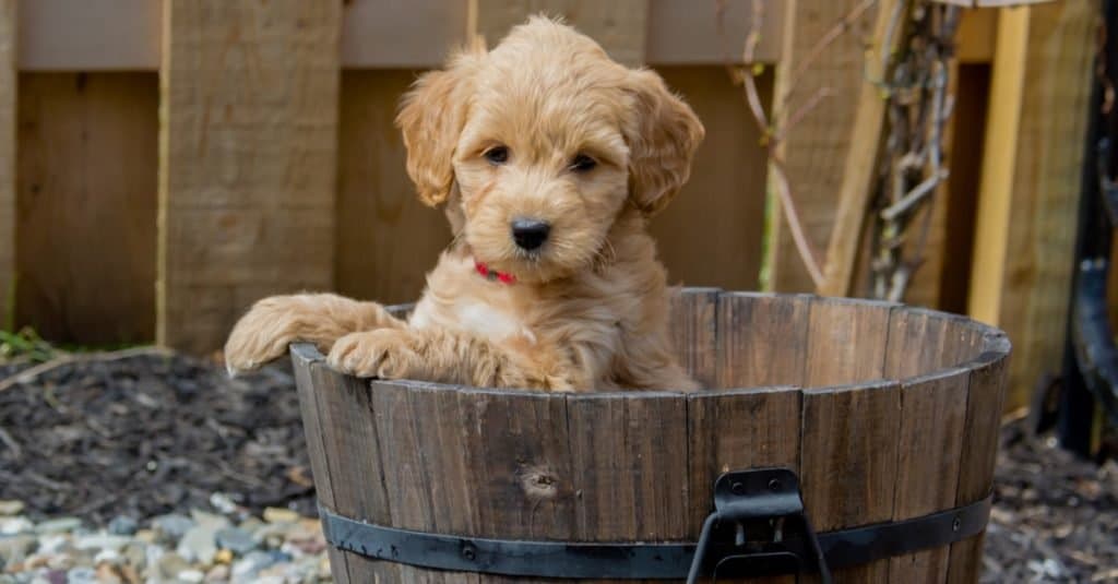 Quanto vivono i goldendoodle?