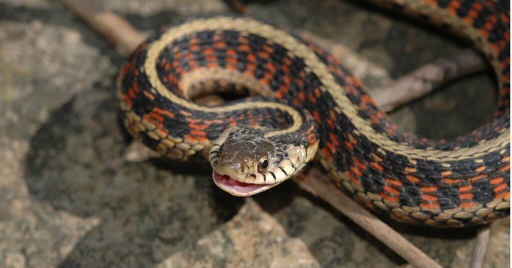 serpente giarrettiera contro serpente a sonagli