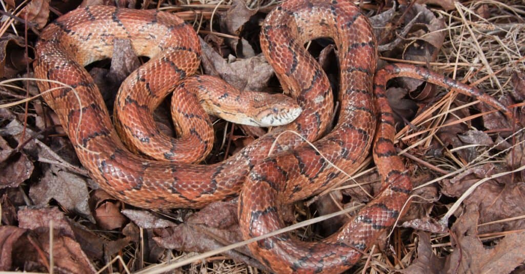 serpente a terra nella lettiera di foglie