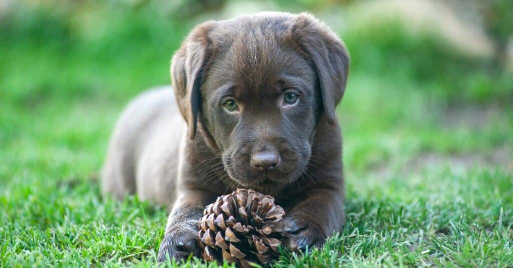 Cucciolo di Labrador cioccolato sdraiato sull'erba con una pigna