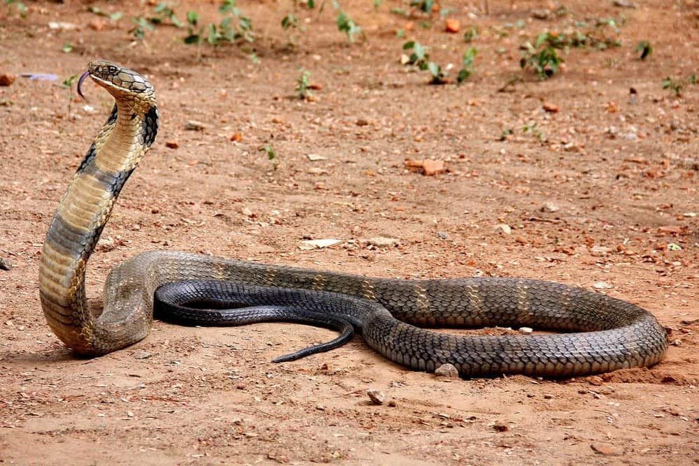 Cobra reale contro serpente a sonagli