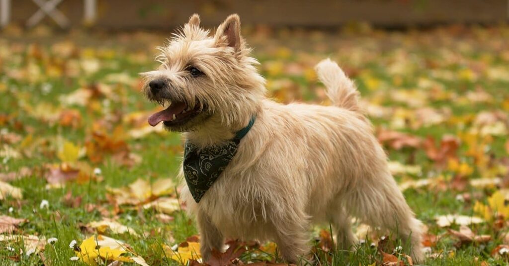 Un Cairn Terrier in piedi in un campo.