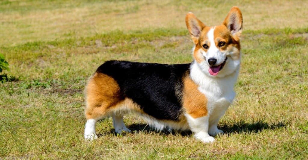 Corgi in piedi sull'erba con la lingua fuori