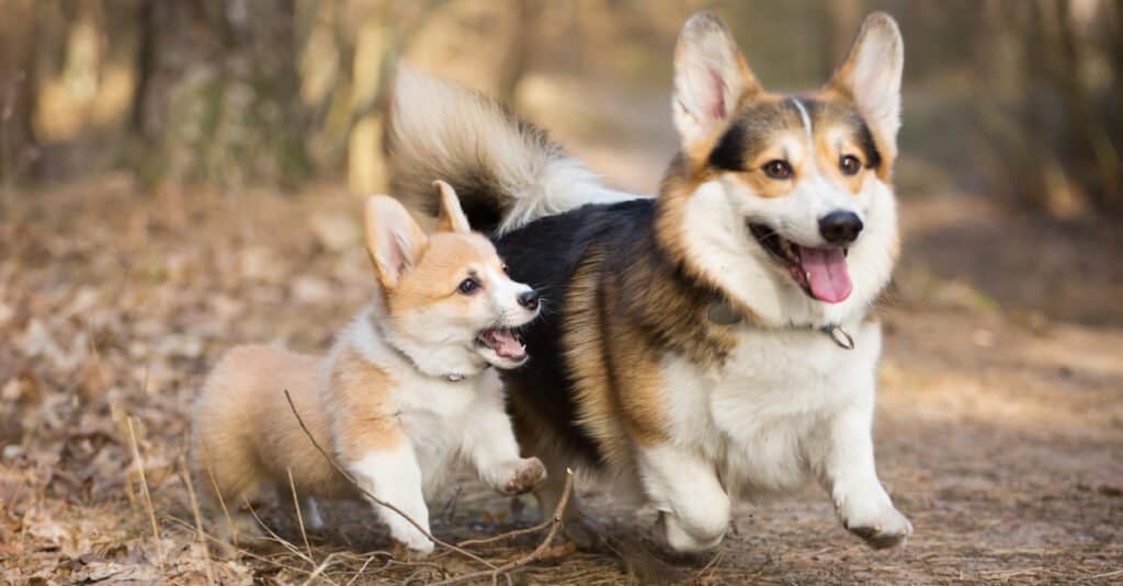 Pembroke Welsh Corgi più grandi e più giovani fanno una passeggiata