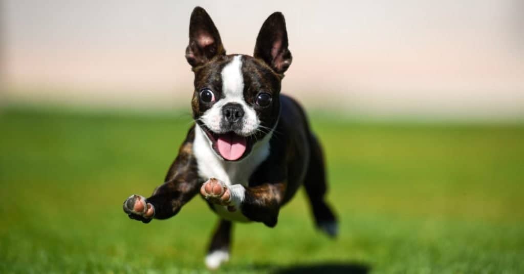 Un Boston Terrier che corre nel cortile.