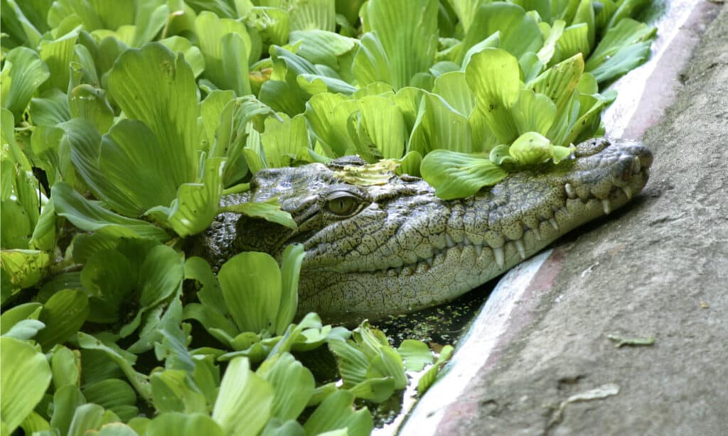 Sognare un coccodrillo verde potrebbe essere un avvertimento di inganno 