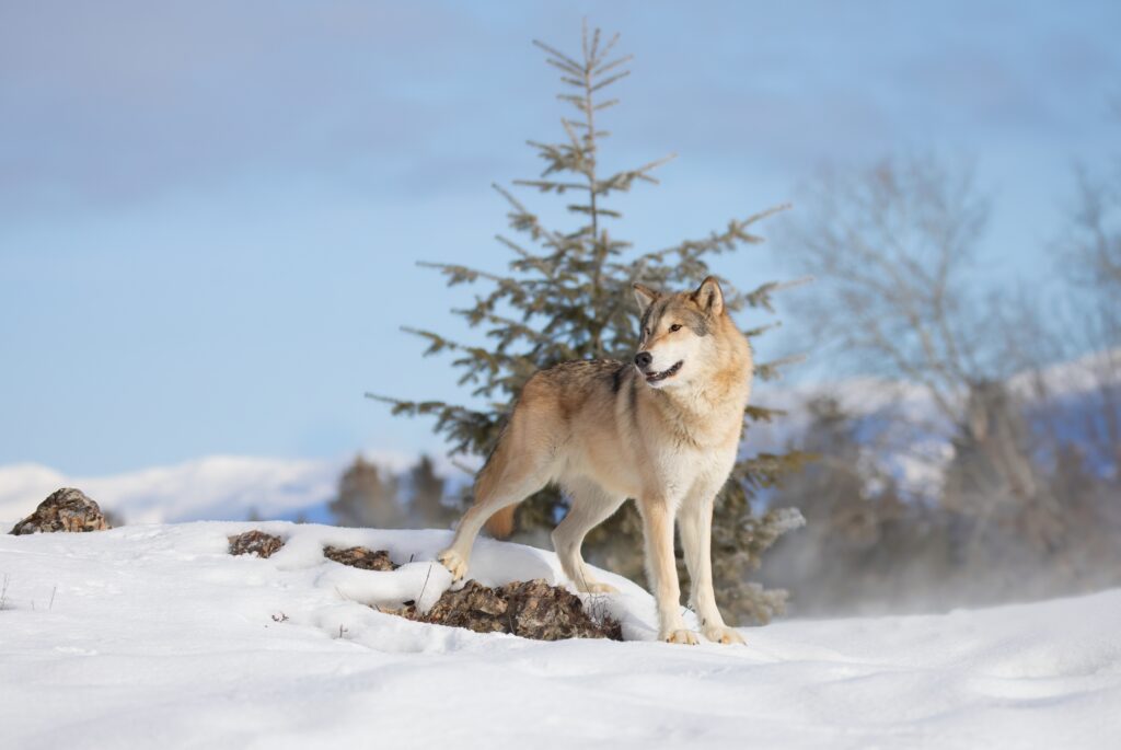 Lupo della tundra