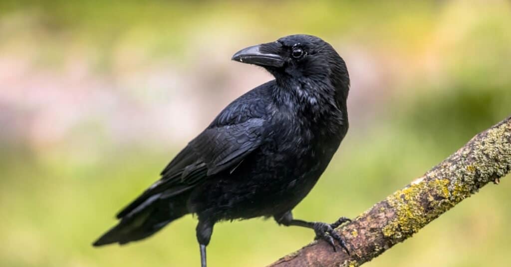 Cornacchia nera (Corvus corone), uccello nero appollaiato su un ramo.