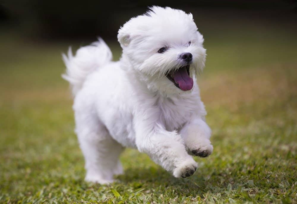 I cani più belli / carini - Cucciolo di maltese che corre sull'erba