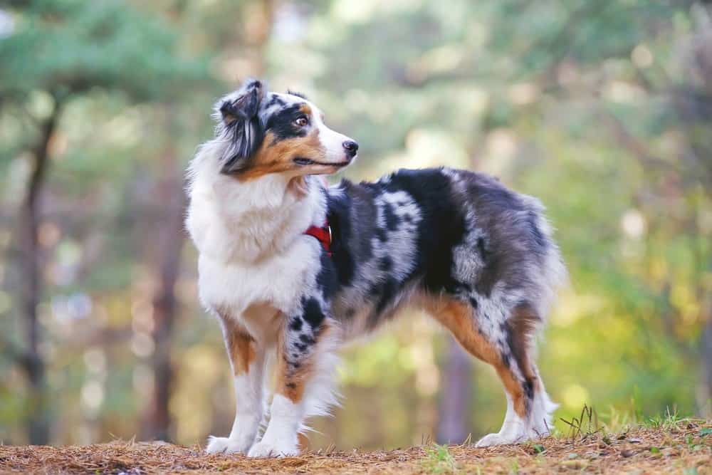 Cane pastore australiano blu merle con imbracatura rossa che rimane nella foresta