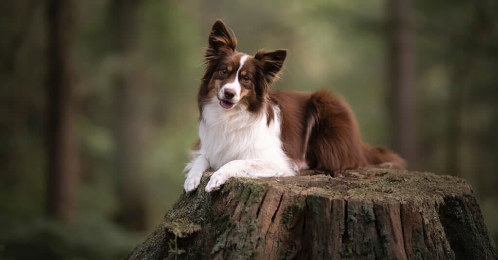 Tipi di cani da pastore - . Pastore americano in miniatura