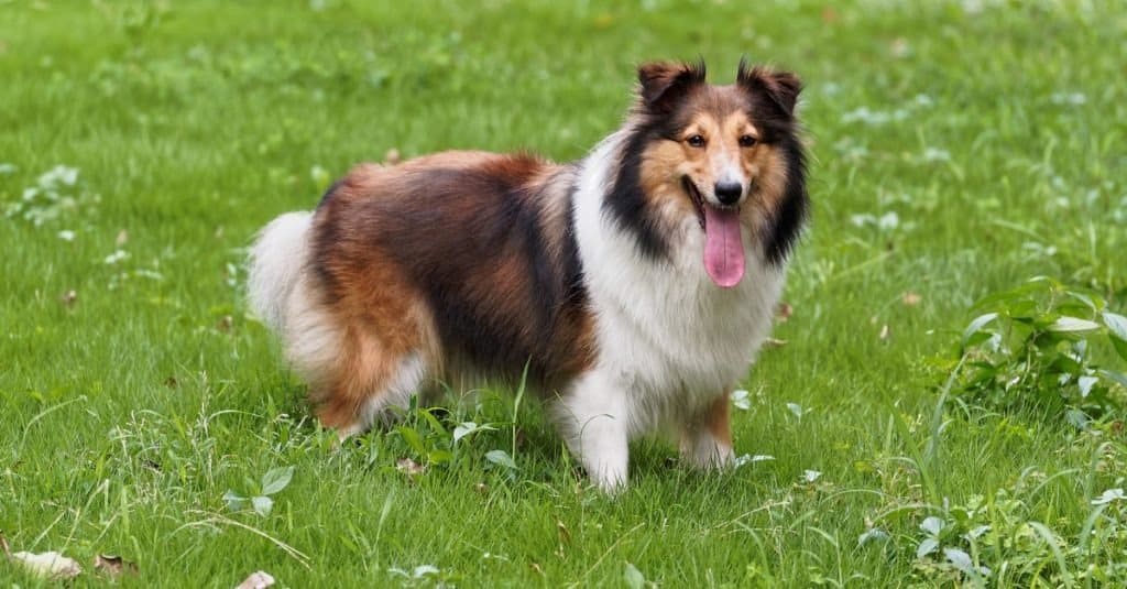 Tipi di cani da pastore - Shetland Sheep Dog