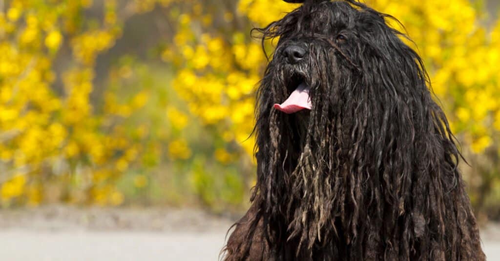 Bergamasco nero con la lingua fuori