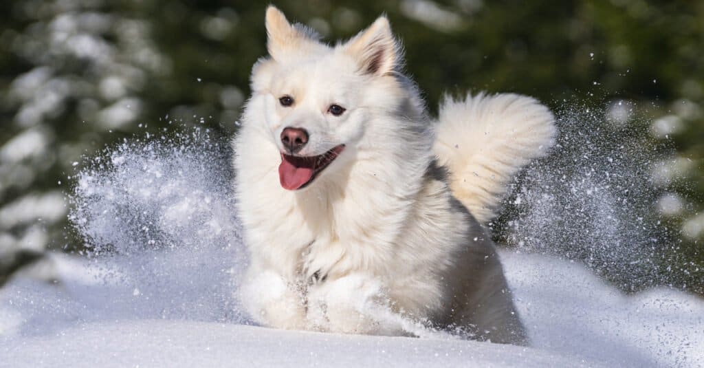 cane da pastore islandese bianco che corre nella neve