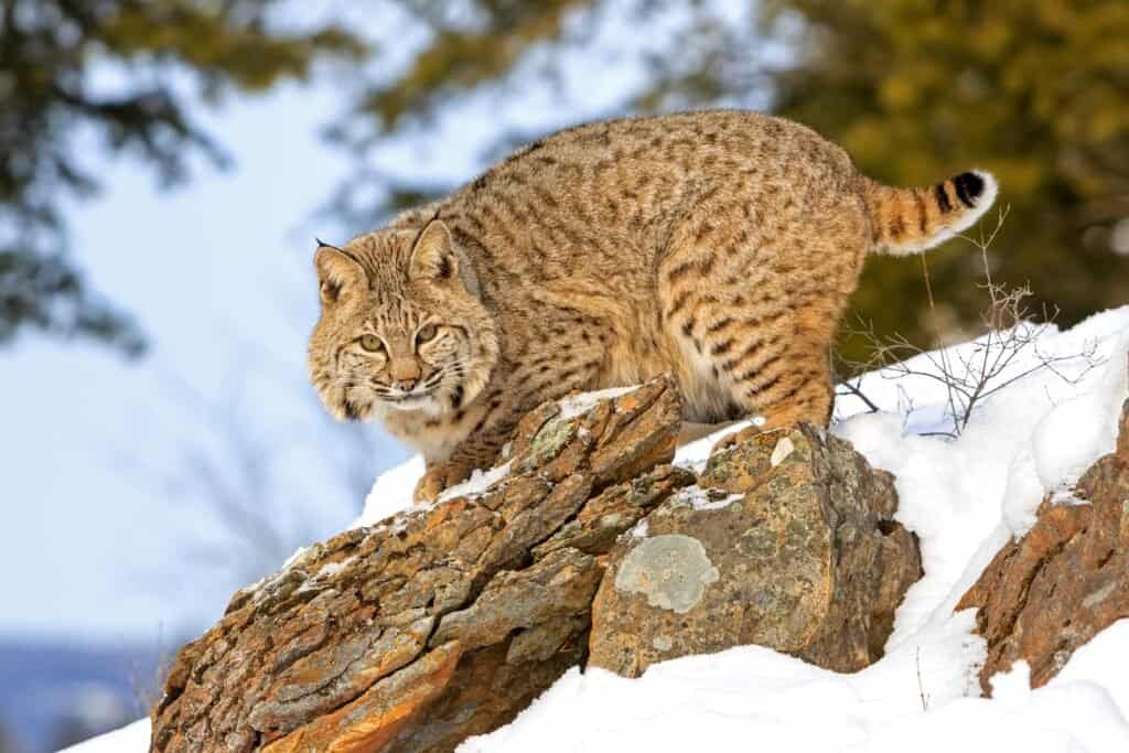 I gatti più letali - Bobcat