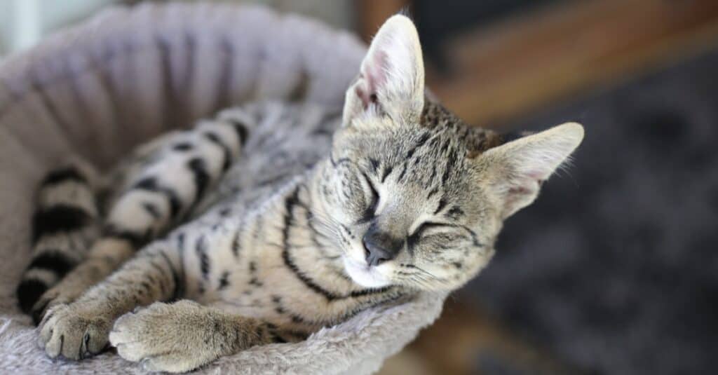 gatto savannah che dorme nella torre per gatti