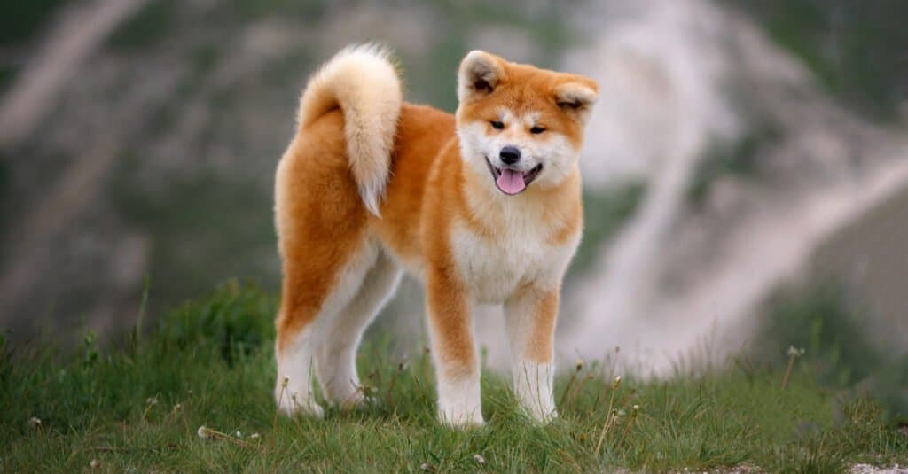 Akita in piedi su una collina con la lingua fuori