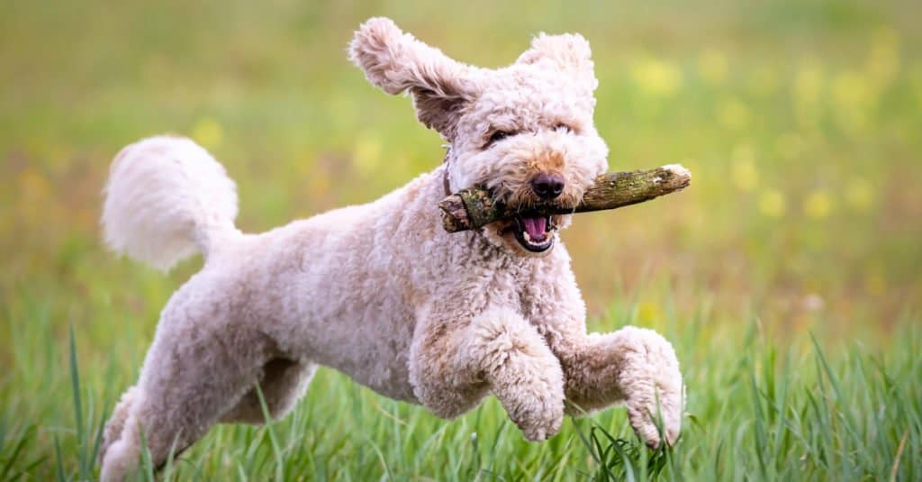 labradoodle bianco mini