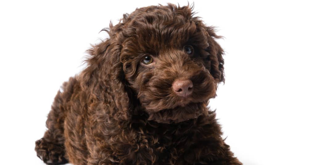 mini labradoodle marrone