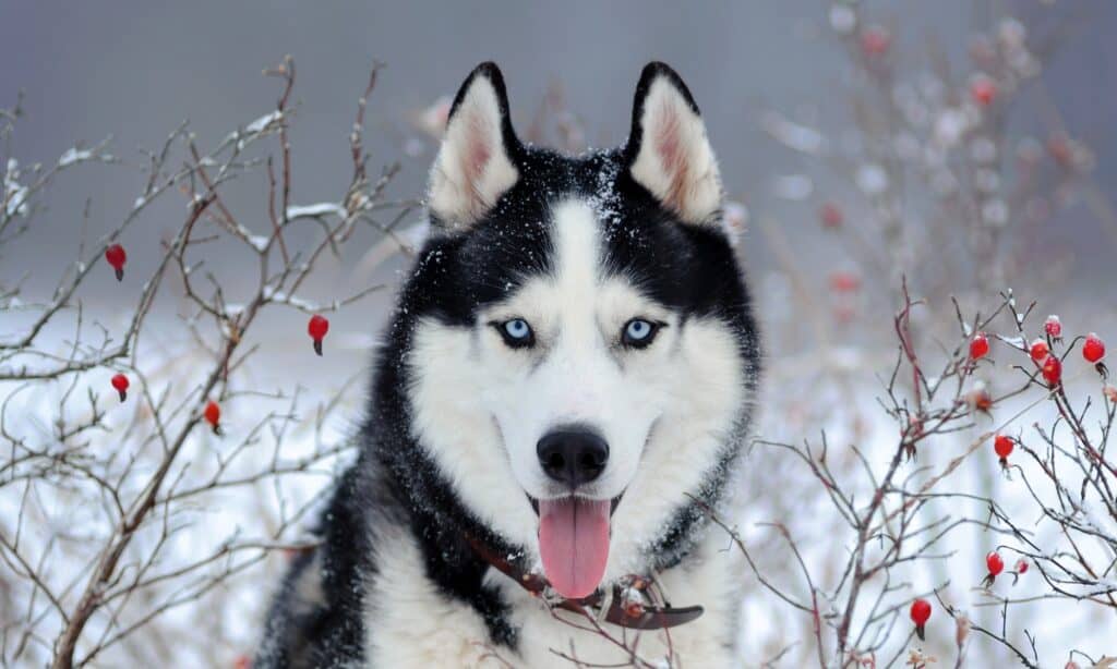 Perché gli husky siberiani hanno gli occhi azzurri?