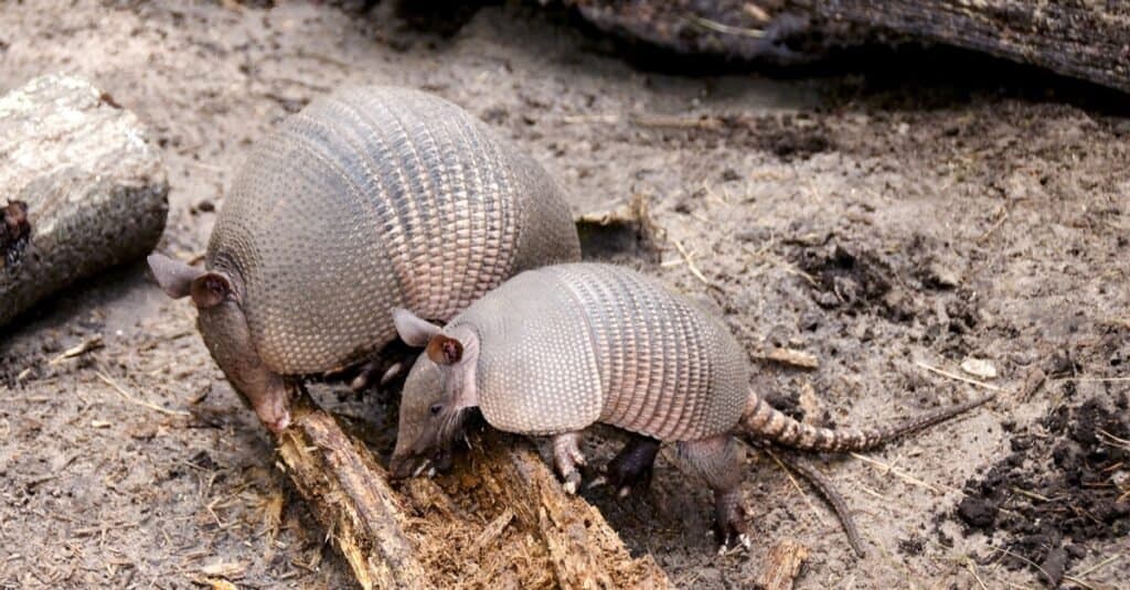 Gli armadilli sono mammiferi cuccioli?