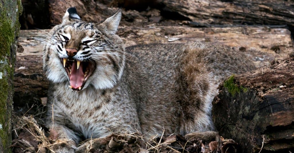 Denti di Bobcat - Bobcat che apre la bocca