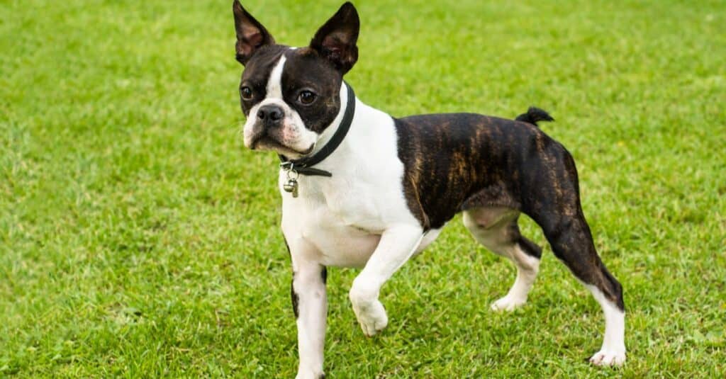 Boston Terrier contro Carlino