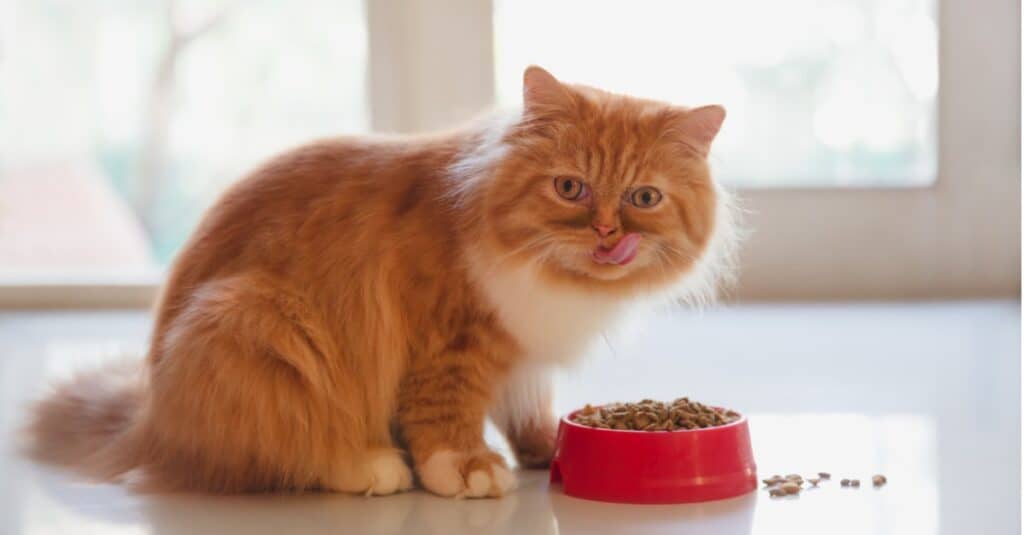 Persiano che si lecca la bocca mentre mangia