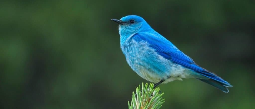 Uccello azzurro di montagna seduto su un ramo