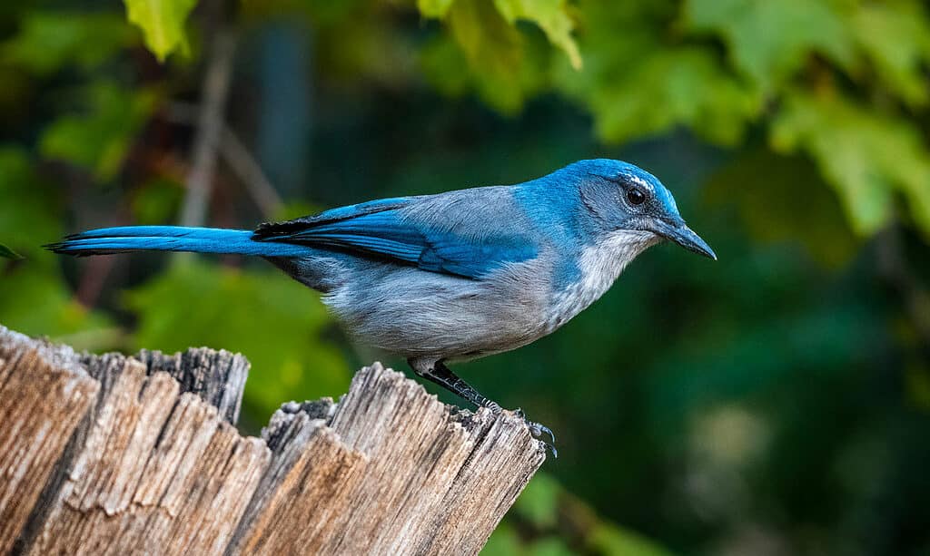 Scrub-Jay di Woodhouse