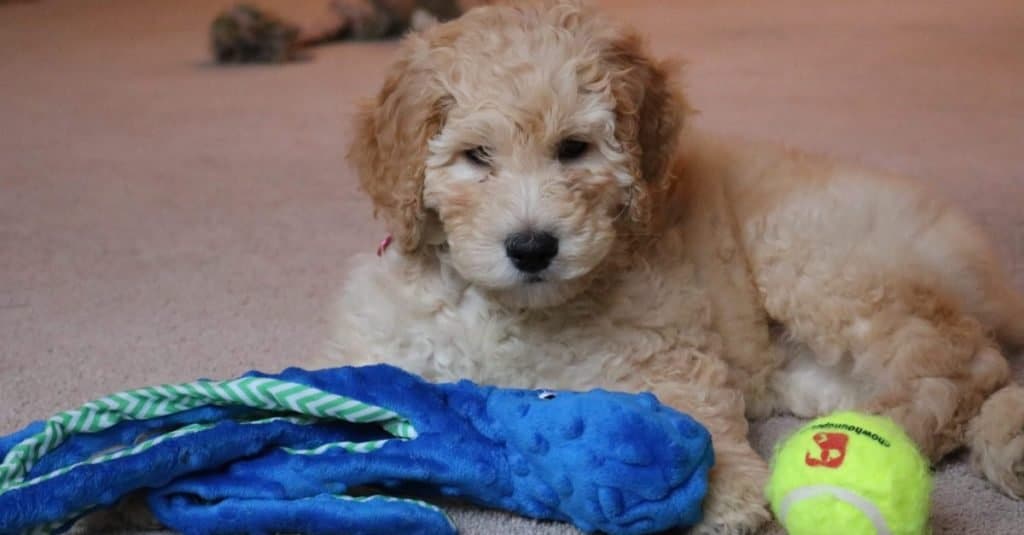 Un cucciolo di Goldendoodle che gioca con i suoi giocattoli.