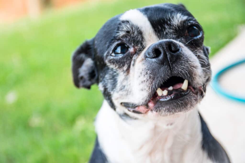 Boston Terrier - Denti del Boston Terrier