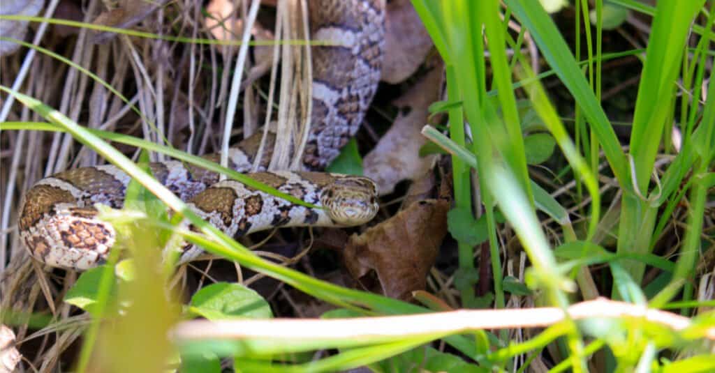 Cosa mangiano i serpenti reali - Orientale