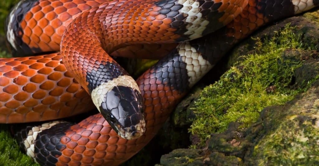 primo piano del serpente del latte