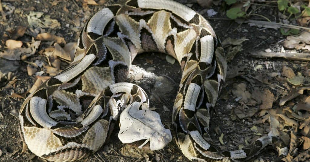 Vipera del Gabon a terra