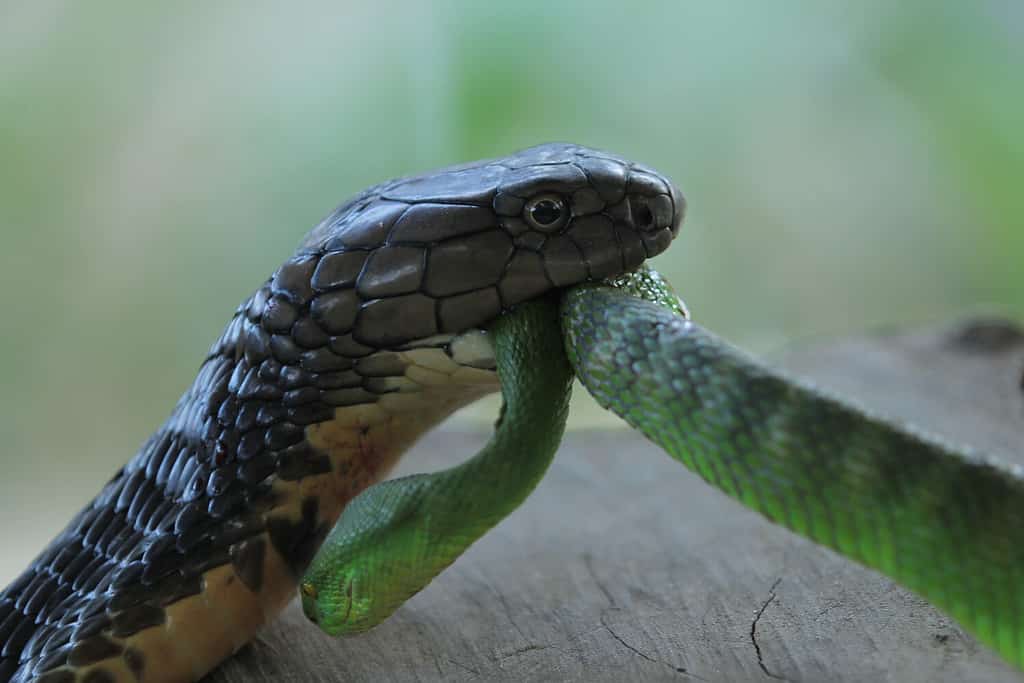 Il cobra reale mangia la vipera verde velenosa